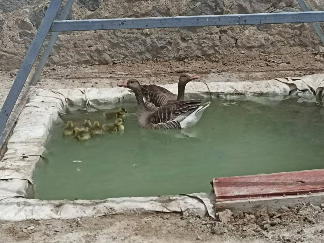 Hayvan sevgisiyle dopdolu bir hikaye: İşkence görmüş kazlar ve Konyalı şoför 4